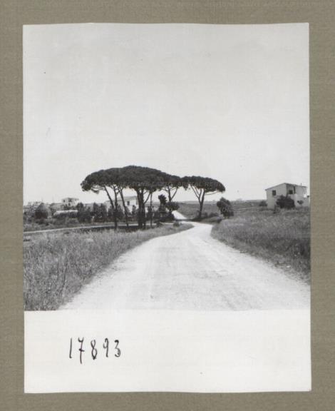 ARSIAL/ARS00174FE0.jpg