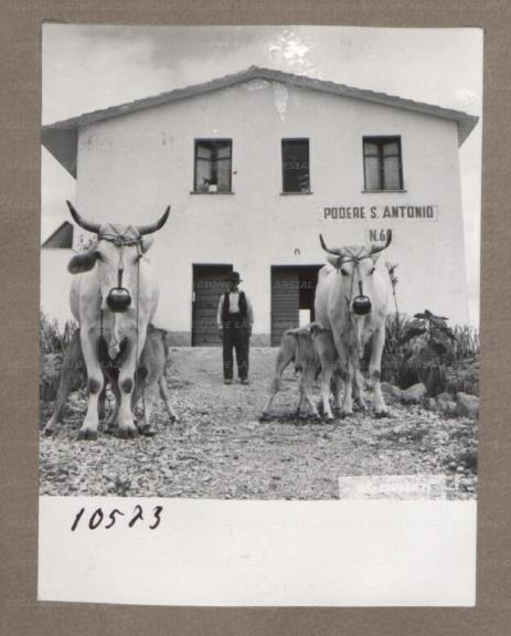ARSIAL/ARS00175032.jpg
