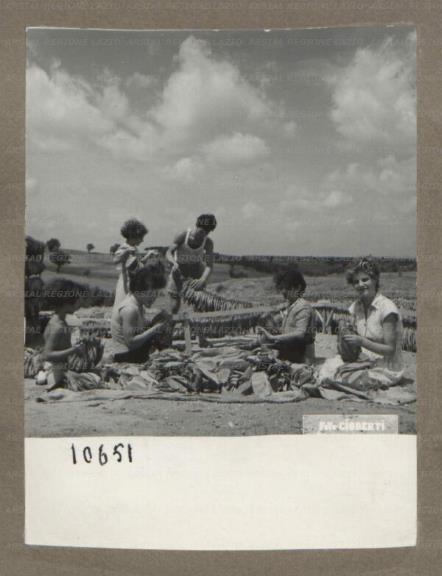 ARSIAL/ARS0017505E.jpg