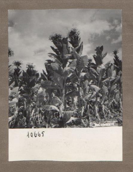 ARSIAL/ARS001750C3.jpg