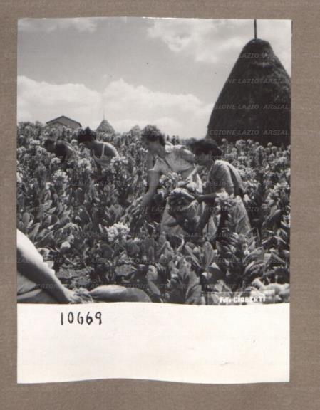 ARSIAL/ARS001750CC.jpg