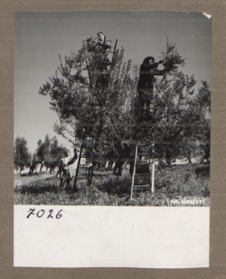 ARSIAL/ARS001750E3.jpg