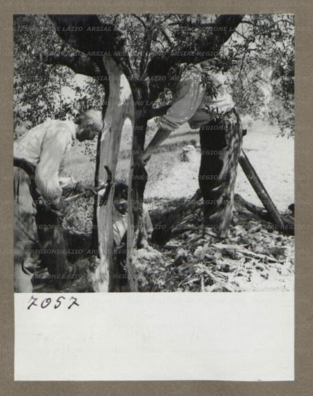 ARSIAL/ARS0017511C.jpg