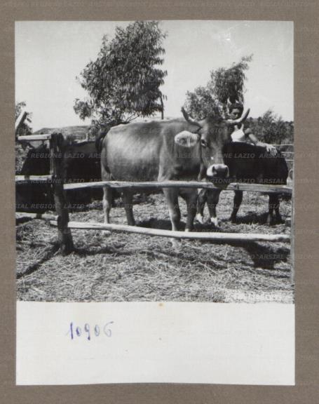 ARSIAL/ARS0017516E.jpg