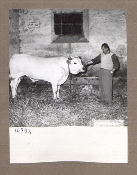 ARSIAL/ARS001751DB.jpg