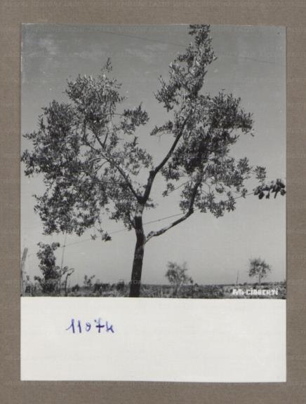 ARSIAL/ARS0017521C.jpg