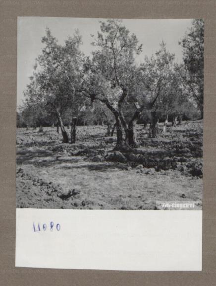 ARSIAL/ARS00175225.jpg