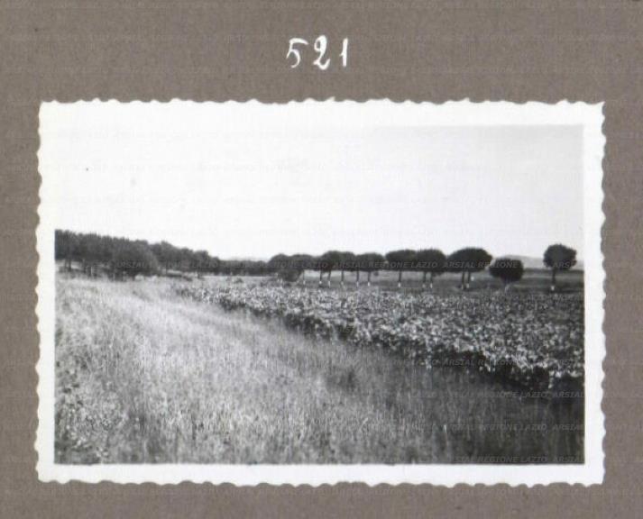 ARSIAL/ARS001752B8.jpg
