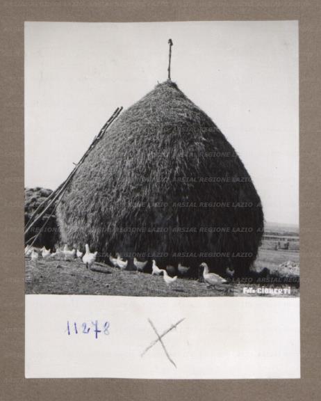ARSIAL/ARS001752FD.jpg