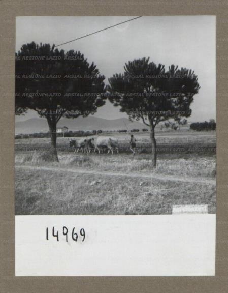 ARSIAL/ARS0017570E.jpg