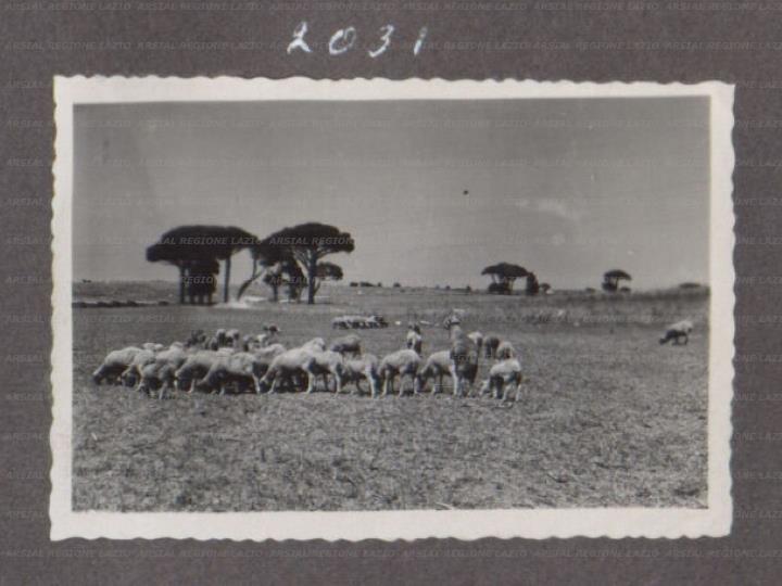 ARSIAL/ARS0017582E.jpg