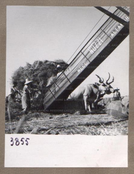 ARSIAL/ARS00175DD5.jpg