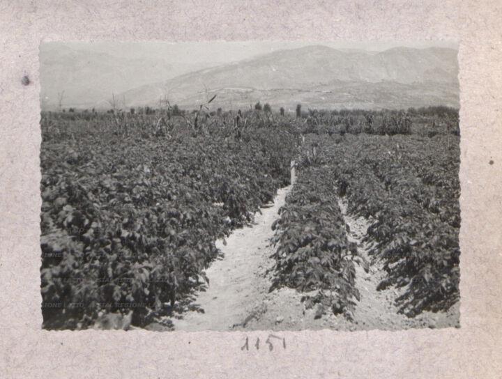 ARSIAL/ARS00175E0E.jpg