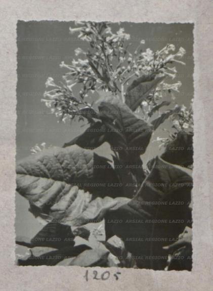ARSIAL/ARS00175E1F.jpg