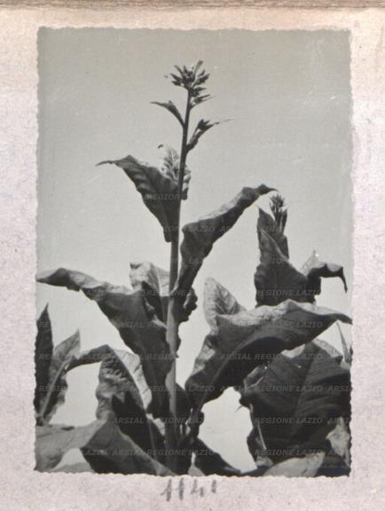ARSIAL/ARS00175E23.jpg