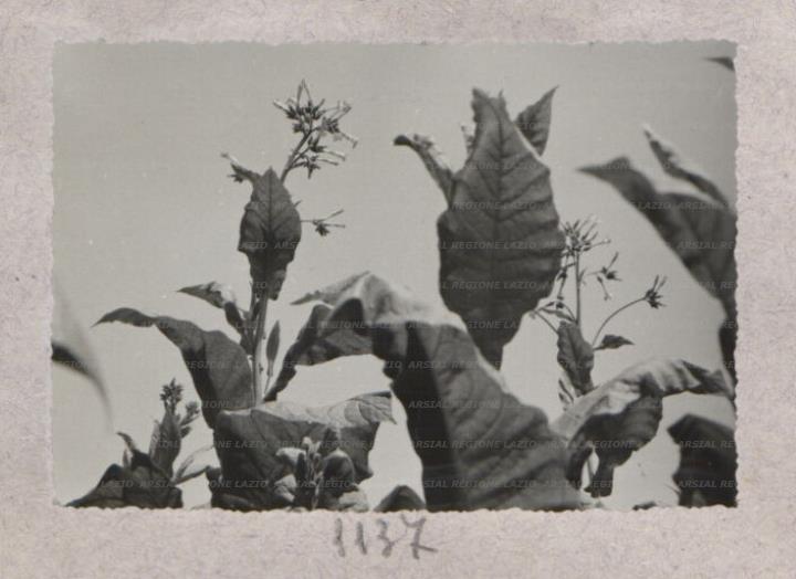 ARSIAL/ARS00175E24.jpg