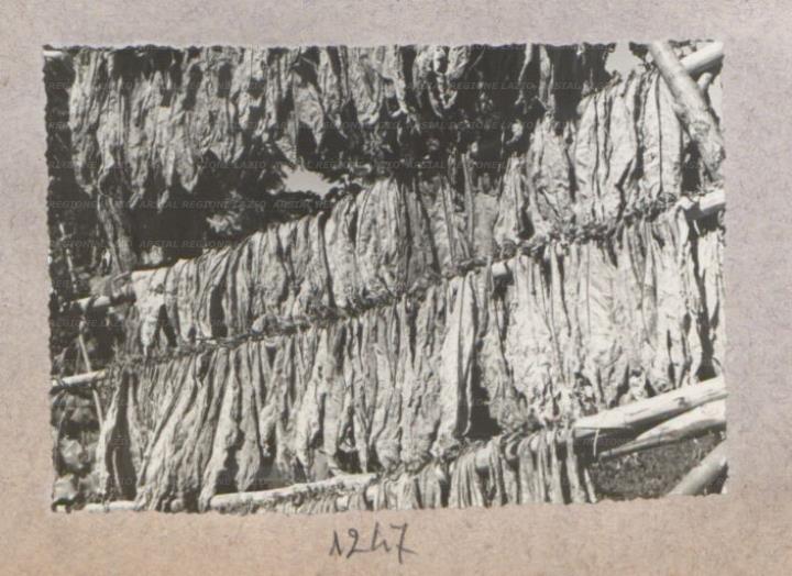 ARSIAL/ARS00175E28.jpg