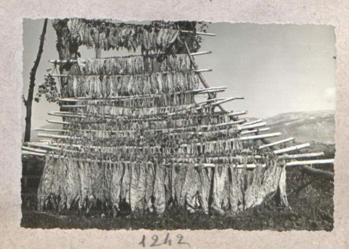 ARSIAL/ARS00175E2C.jpg
