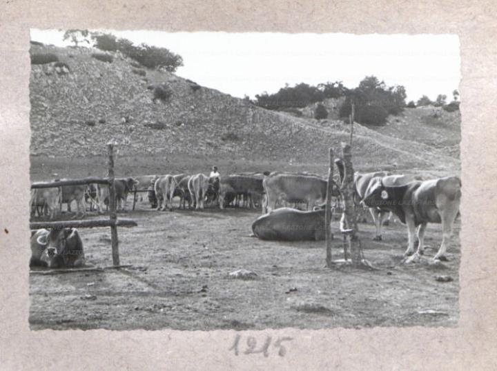 ARSIAL/ARS00175E56.jpg