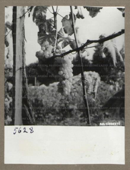 ARSIAL/ARS00175EAC.jpg