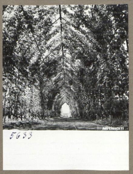 ARSIAL/ARS00175EAF.jpg