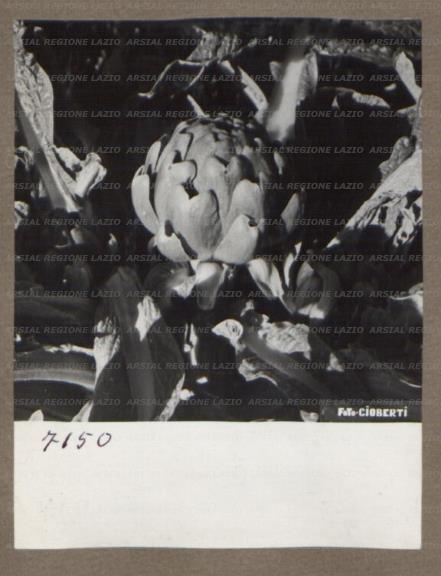 ARSIAL/ARS00175F03.jpg