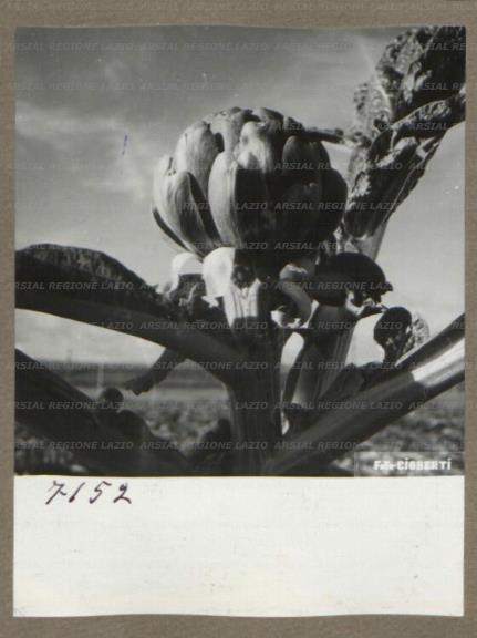 ARSIAL/ARS00175F04.jpg