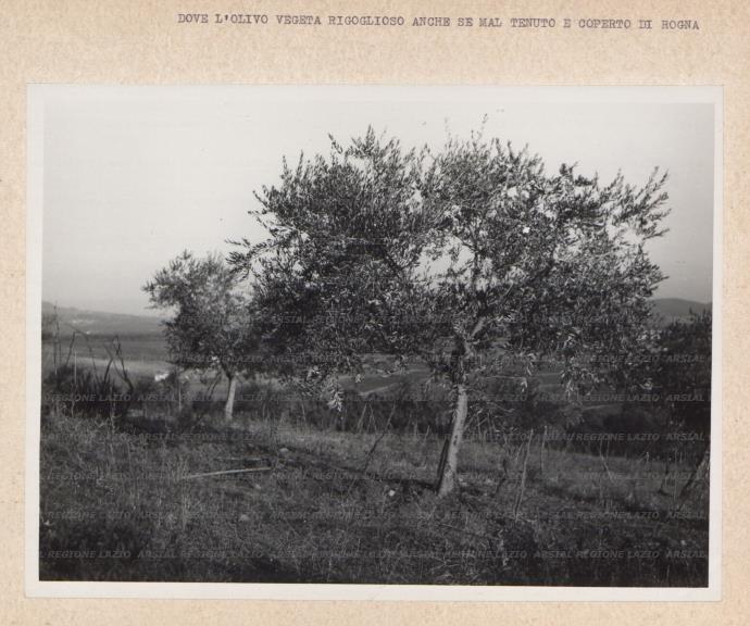 ARSIAL/ARS00175F9D.jpg