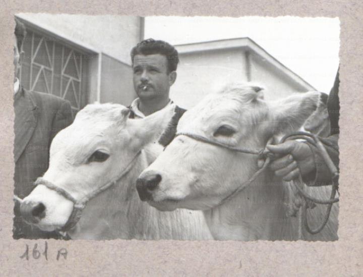 ARSIAL/ARS00175FA4.jpg