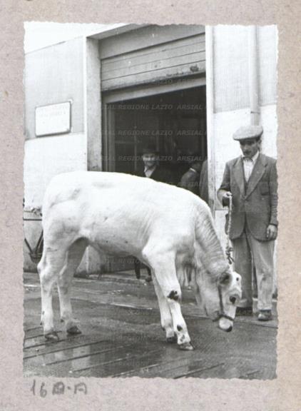 ARSIAL/ARS00175FB1.jpg