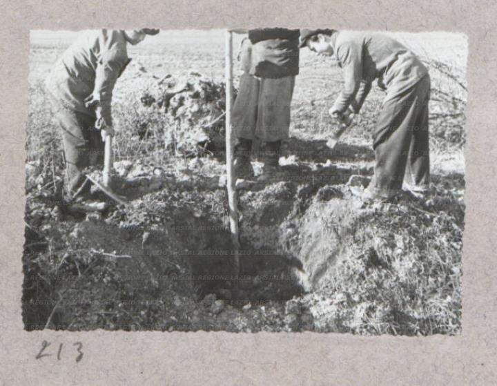 ARSIAL/ARS00175FE0.jpg