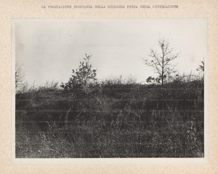 ARSIAL/ARS00175FEC.jpg