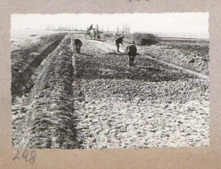 ARSIAL/ARS00176078.jpg