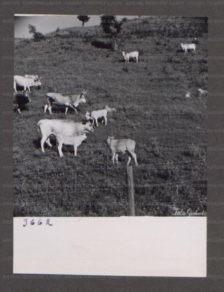 ARSIAL/ARS001760DA.jpg
