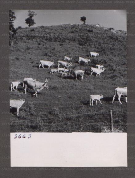 ARSIAL/ARS001760DB.jpg