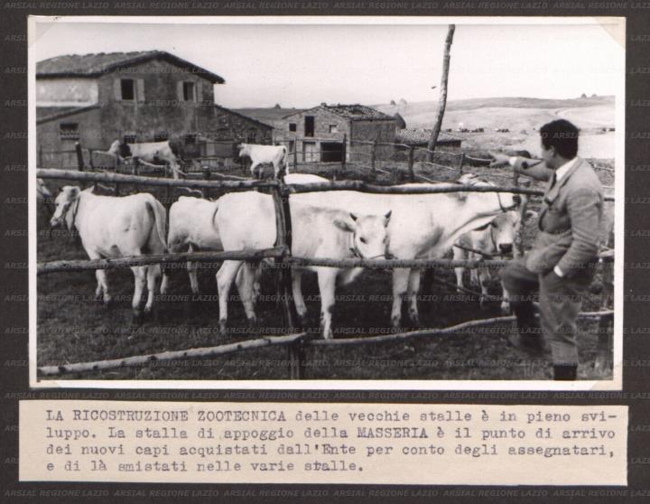 ARSIAL/ARS001760FC.jpg