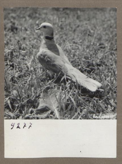 ARSIAL/ARS00176109.jpg