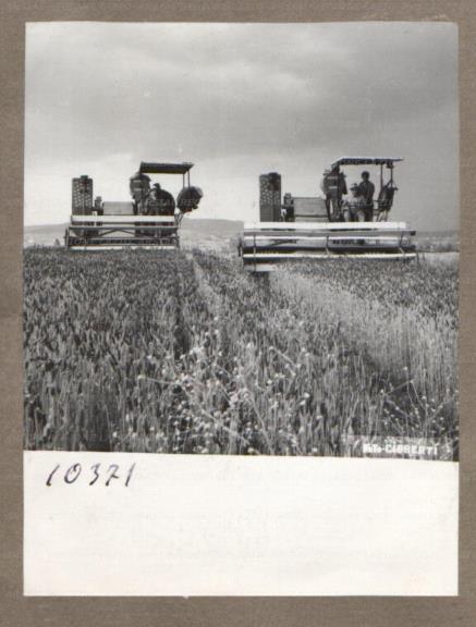 ARSIAL/ARS00176134.jpg