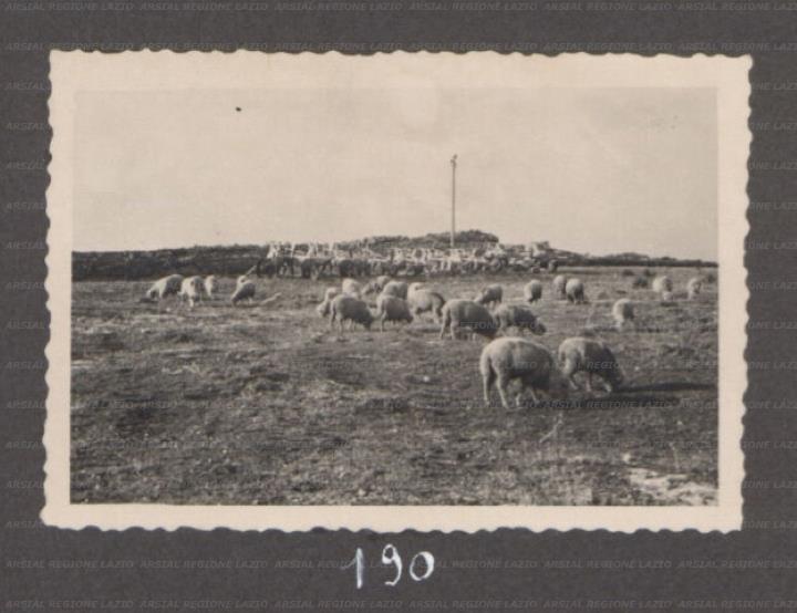 ARSIAL/ARS00176192.jpg