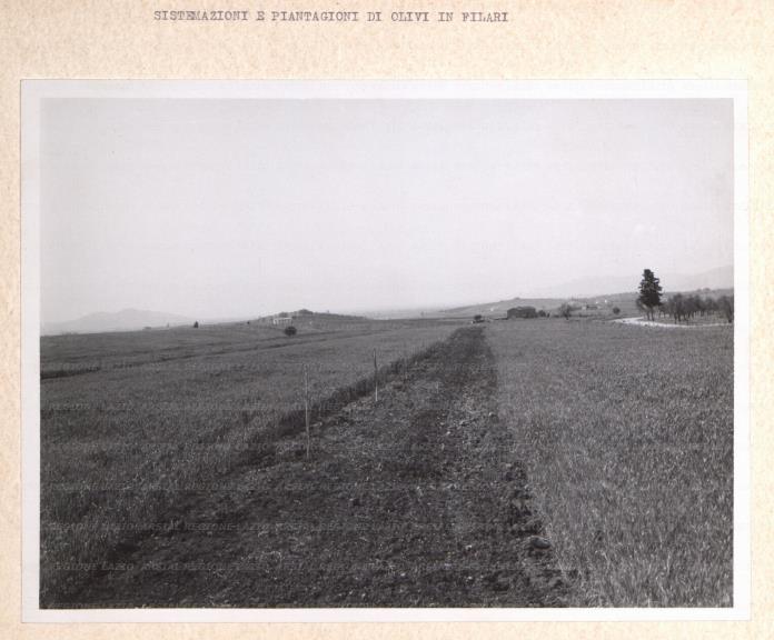 ARSIAL/ARS001761EA.jpg