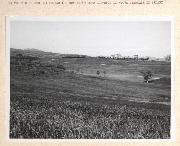 ARSIAL/ARS001761EF.jpg