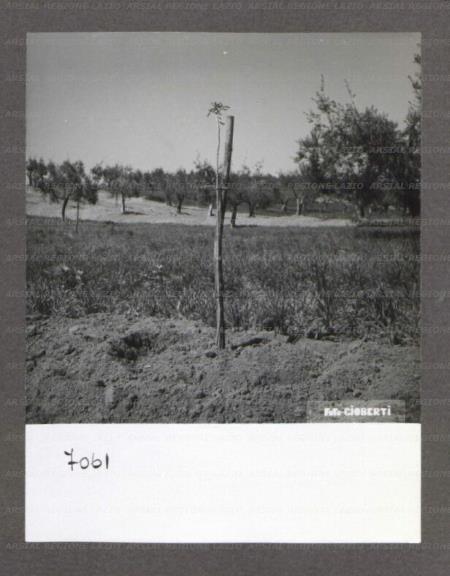 ARSIAL/ARS001762A6.jpg