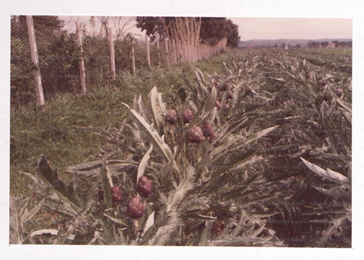 ARSIAL/ARS00176522.jpg