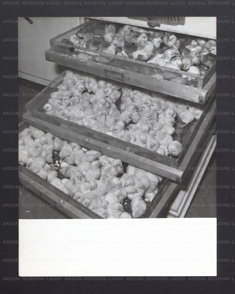ARSIAL/ARS00176710.jpg