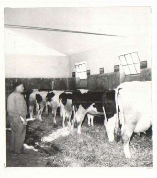 ARSIAL/ARS00176719.jpg