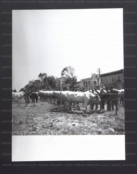 ARSIAL/ARS00176770.jpg
