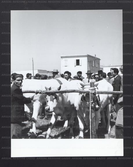 ARSIAL/ARS00176772.jpg