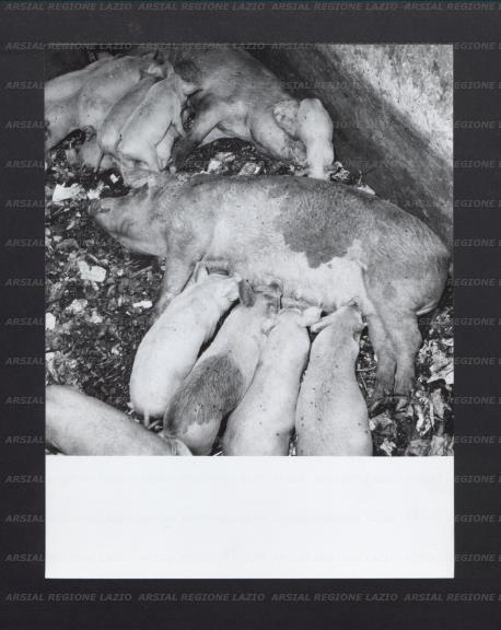 ARSIAL/ARS00176818.jpg