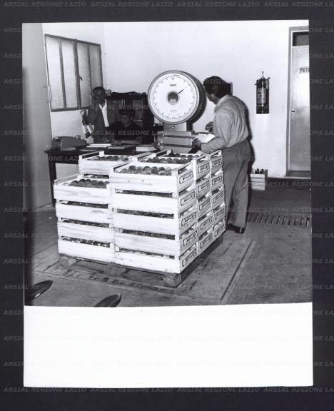 ARSIAL/ARS001768FA.jpg