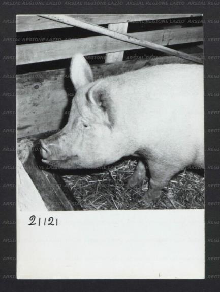 ARSIAL/ARS0017693E.jpg